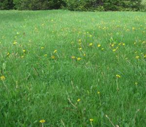 our sprinkler repair team helps keep weeds out of your lawn