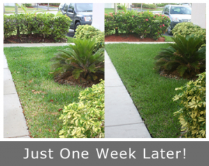 landscape one week later after the system was fixed by our Mill Creek sprinkler repair team